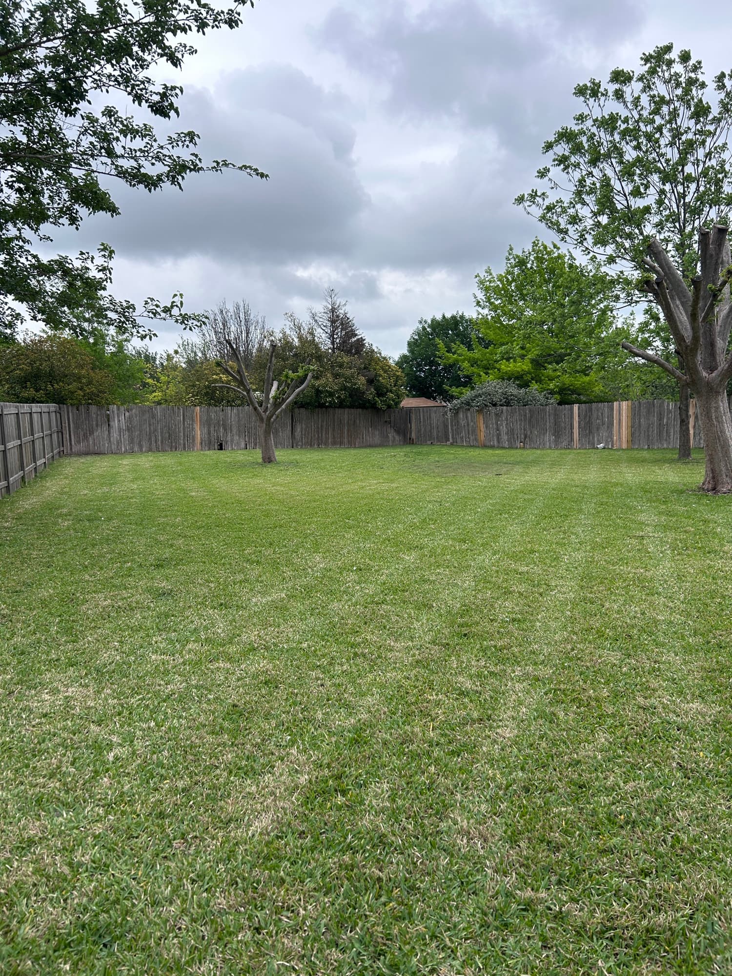 Freshly mowed lawn, additional angle