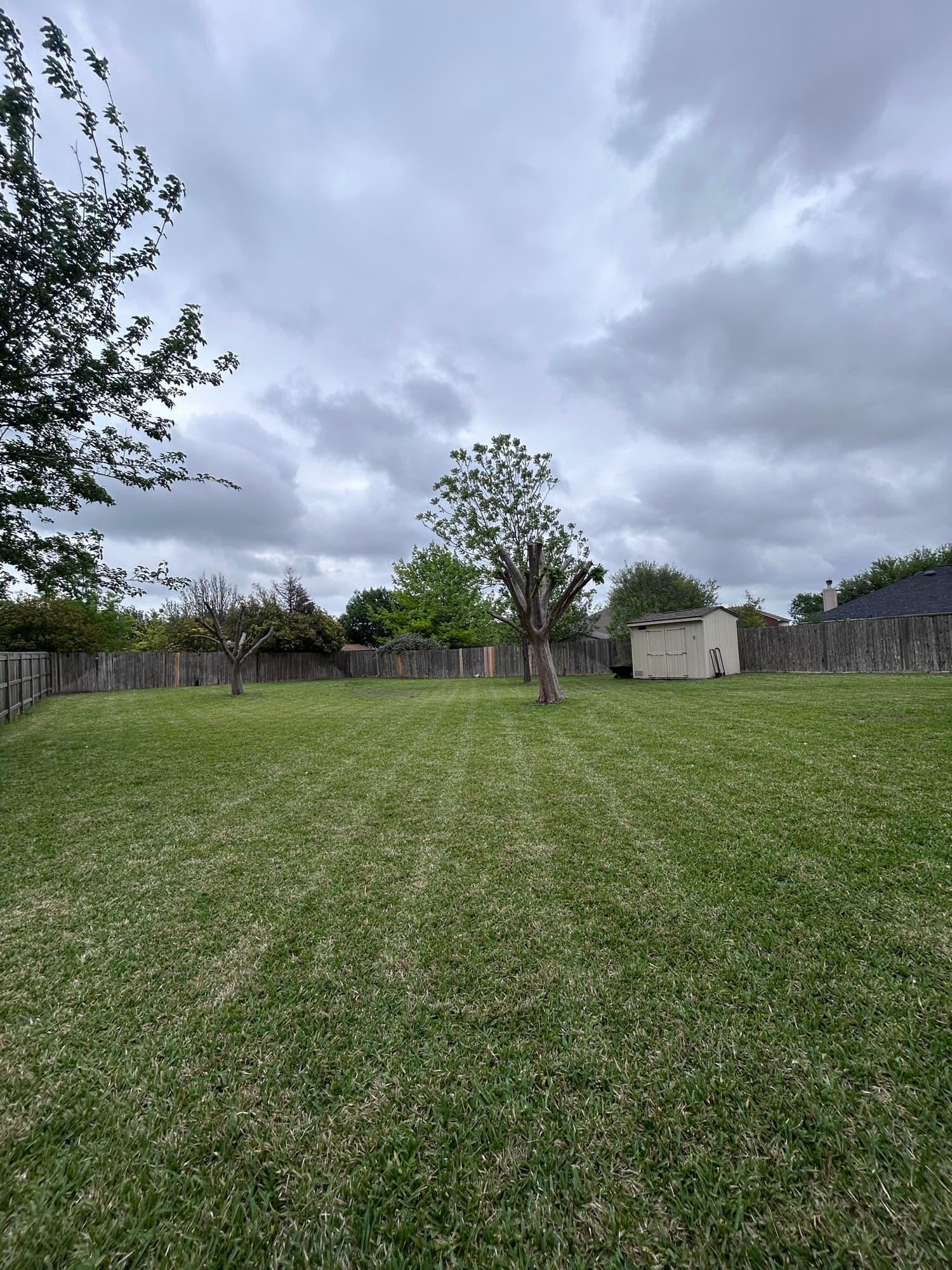 Freshly mowed lawn