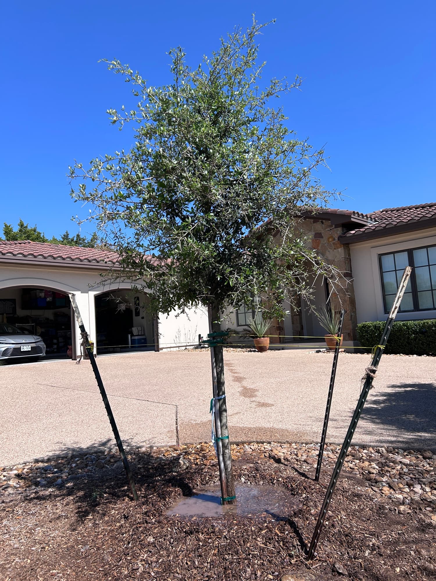 Newly installed tree