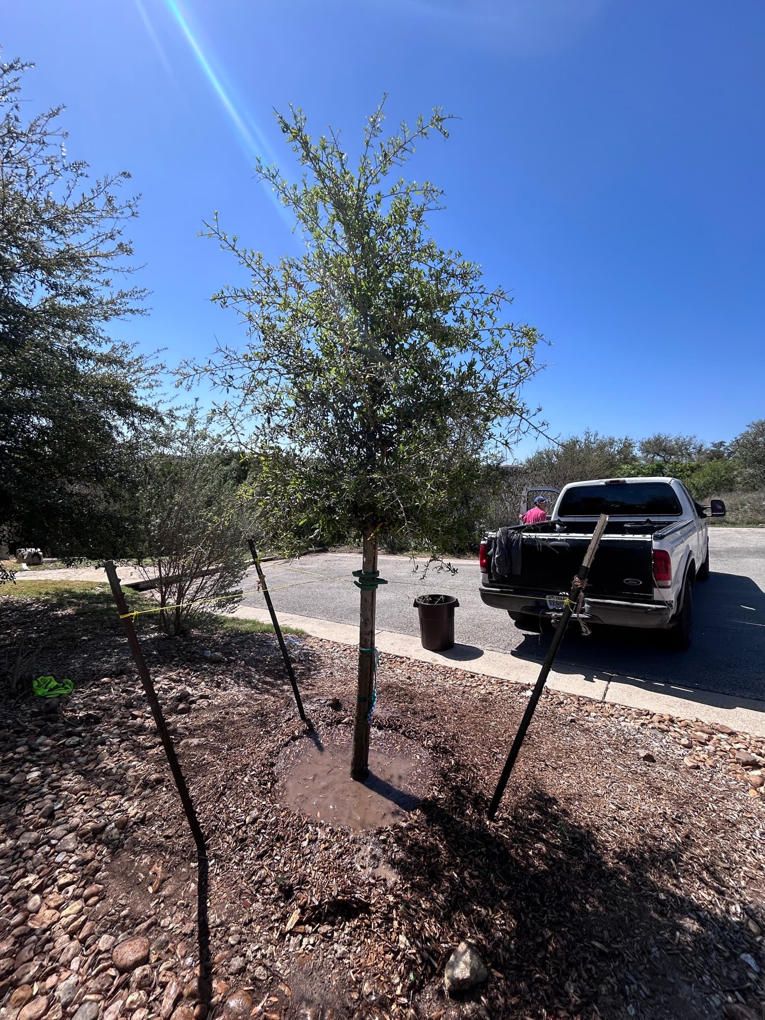 Newly installed tree, additional angle